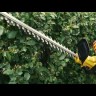Кусторез аккумуляторный RBC510-36, Li-ion, 36 В, 4 Ач, нож 510 мм, поворотная ручка Denzel 59410